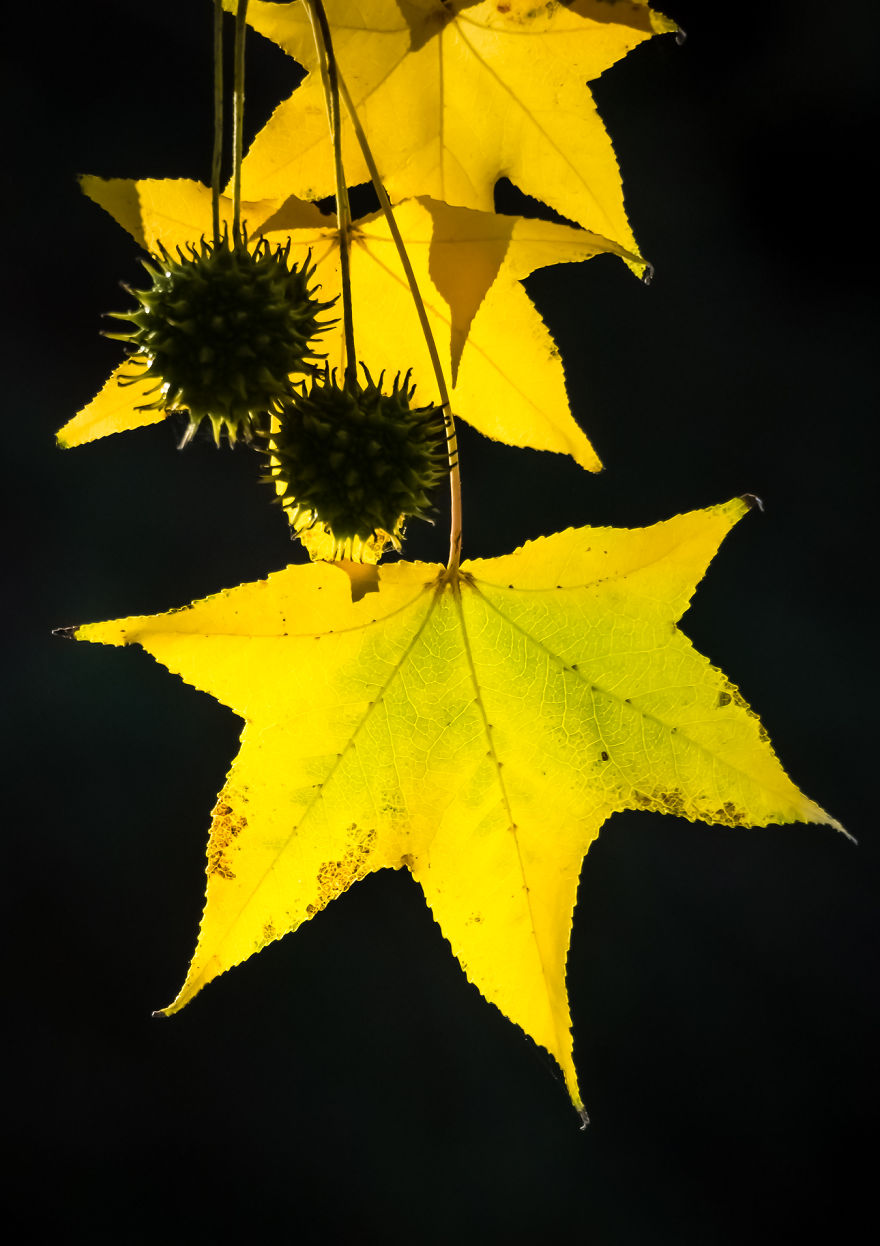 I Created A ‘Photographer’s Garden’ In My Backyard Because My Life Was Too Busy For Travel I Created A ‘Photographer’s Garden’ In My Backyard Because My Life Was Too Busy For Travel