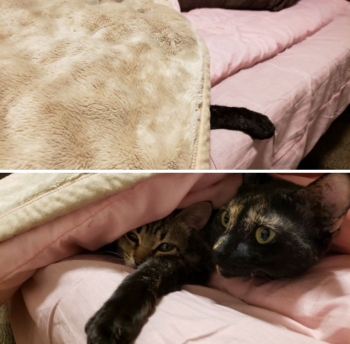 30 Times People Got More Than They Paid For In Their Airbnb Apartments And Met The Cutest Animals 30 Times People Got More Than They Paid For In Their Airbnb Apartments And Met The Cutest Animals