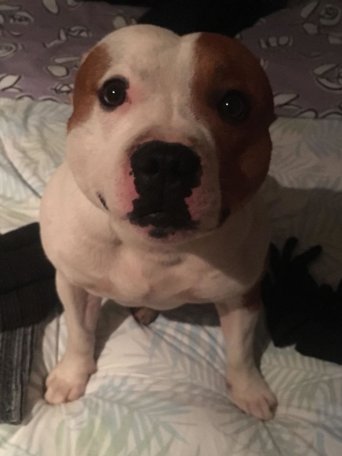 30 Times People Got More Than They Paid For In Their Airbnb Apartments And Met The Cutest Animals 30 Times People Got More Than They Paid For In Their Airbnb Apartments And Met The Cutest Animals