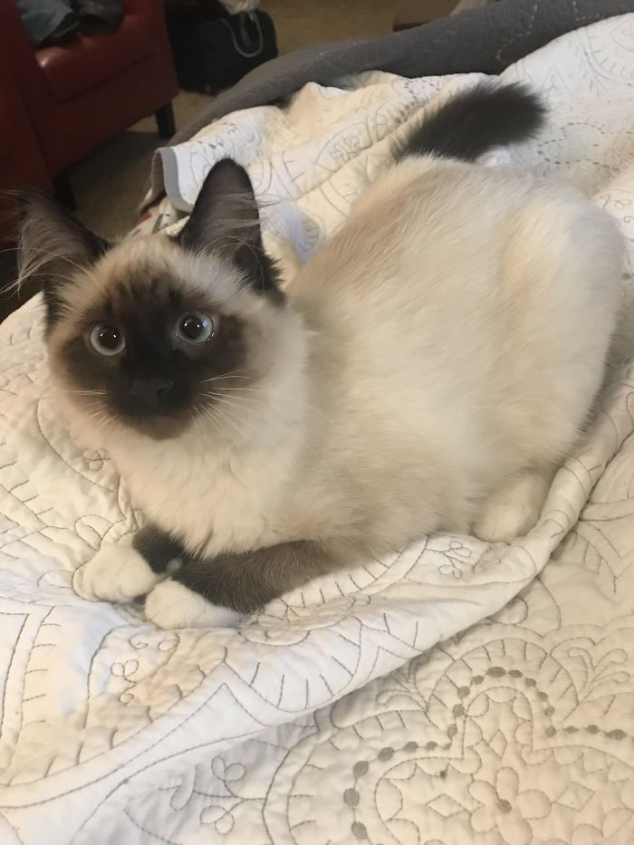 30 Times People Got More Than They Paid For In Their Airbnb Apartments And Met The Cutest Animals 30 Times People Got More Than They Paid For In Their Airbnb Apartments And Met The Cutest Animals