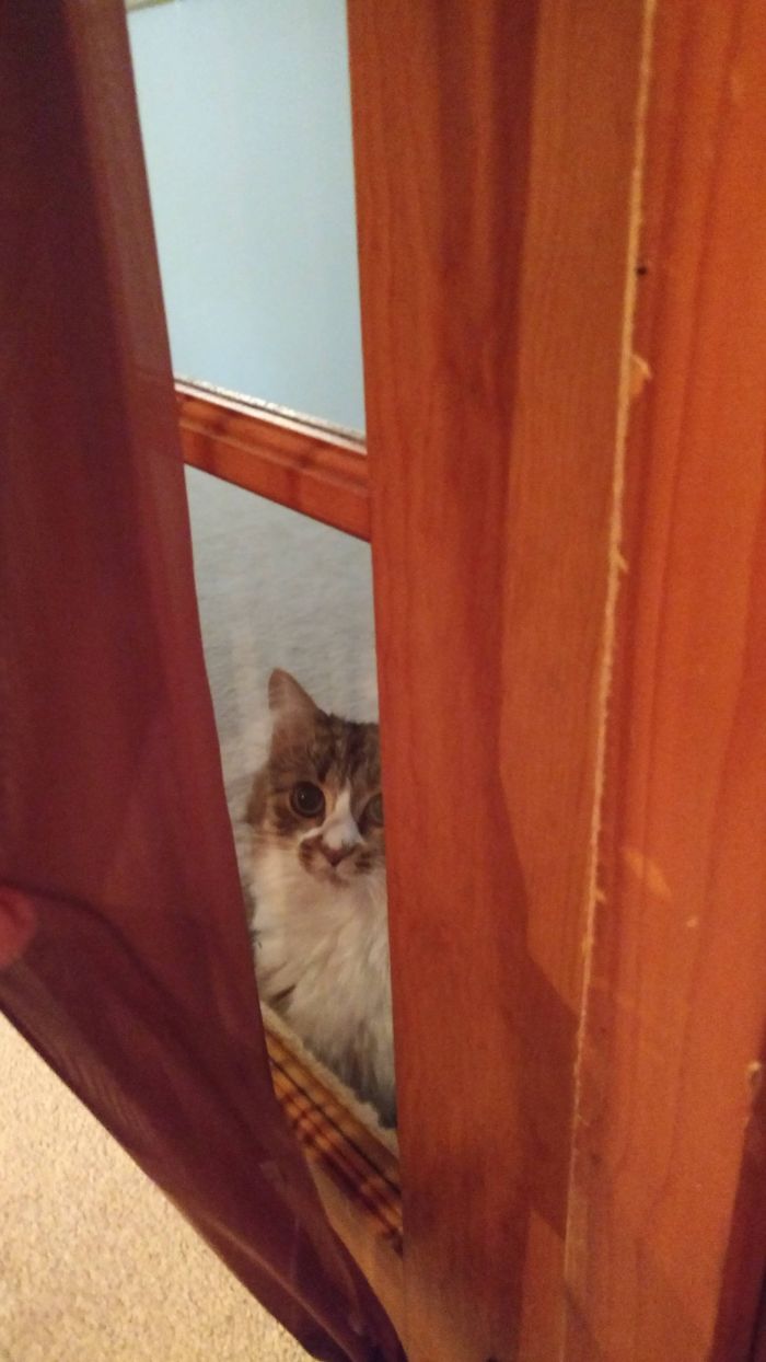 30 Times People Got More Than They Paid For In Their Airbnb Apartments And Met The Cutest Animals 30 Times People Got More Than They Paid For In Their Airbnb Apartments And Met The Cutest Animals