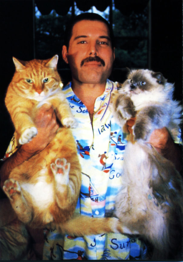 20 Pics Of Freddie Mercury And His Cats, That He Loved And Treated Like His Own Children 20 Pics Of Freddie Mercury And His Cats, That He Loved And Treated Like His Own Children