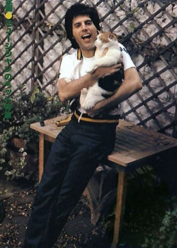 20 Pics Of Freddie Mercury And His Cats, That He Loved And Treated Like His Own Children 20 Pics Of Freddie Mercury And His Cats, That He Loved And Treated Like His Own Children