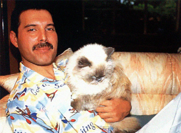 20 Pics Of Freddie Mercury And His Cats, That He Loved And Treated Like His Own Children 20 Pics Of Freddie Mercury And His Cats, That He Loved And Treated Like His Own Children