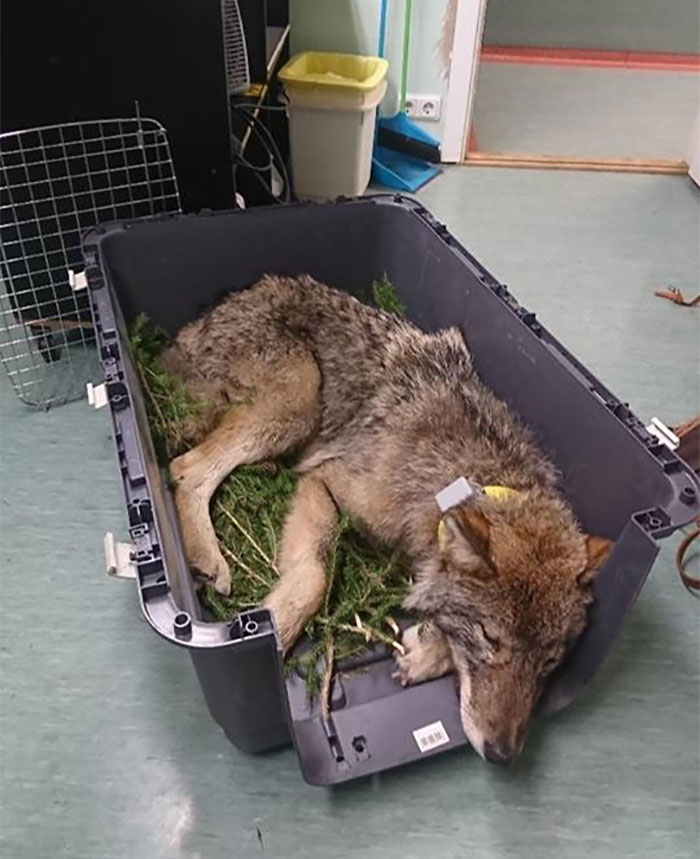 Two Workers In Estonia Rescued “Dog” From Frozen Lake, Brought It To Shelter Without Knowing It Was A Wolf Two Workers In Estonia Rescued “Dog” From Frozen Lake, Brought It To Shelter Without Knowing It Was A Wolf