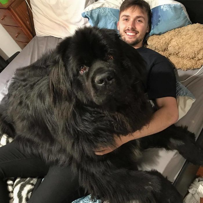 People Are Posting Funny And Cute Photos Of Their Newfoundlands, And It’s Crazy How Massive They Are People Are Posting Funny And Cute Photos Of Their Newfoundlands, And It’s Crazy How Massive They Are