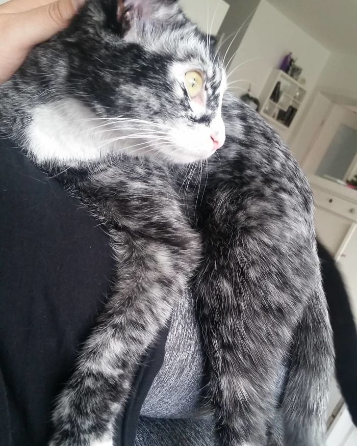 Woman Rescues A Kitty With A Rare Vitiligo Condition And Her Coat Turns Into Beautiful Snowflake-Like Markings Woman Rescues A Kitty With A Rare Vitiligo Condition And Her Coat Turns Into Beautiful Snowflake-Like Markings