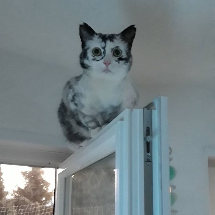 Woman Rescues A Kitty With A Rare Vitiligo Condition And Her Coat Turns Into Beautiful Snowflake-Like Markings Woman Rescues A Kitty With A Rare Vitiligo Condition And Her Coat Turns Into Beautiful Snowflake-Like Markings