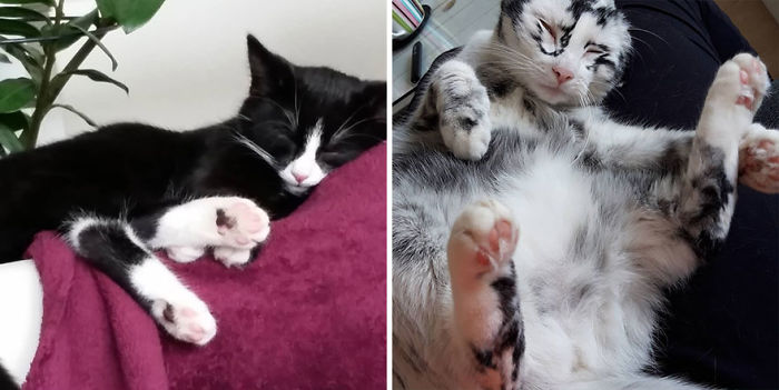 Woman Rescues A Kitty With A Rare Vitiligo Condition And Her Coat Turns Into Beautiful Snowflake-Like Markings Woman Rescues A Kitty With A Rare Vitiligo Condition And Her Coat Turns Into Beautiful Snowflake-Like Markings