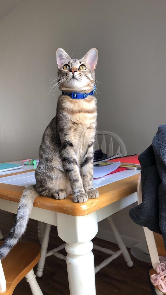 Cat Removes Wooden Bar To Let Her Owner Back Inside After She Locks Herself Out Cat Removes Wooden Bar To Let Her Owner Back Inside After She Locks Herself Out