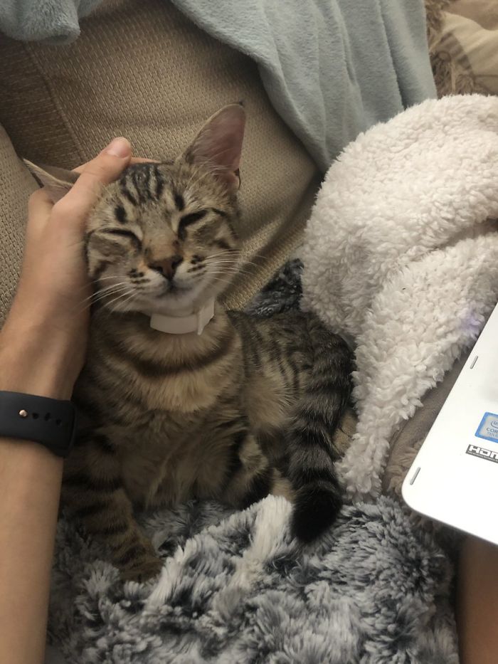Cat Removes Wooden Bar To Let Her Owner Back Inside After She Locks Herself Out Cat Removes Wooden Bar To Let Her Owner Back Inside After She Locks Herself Out
