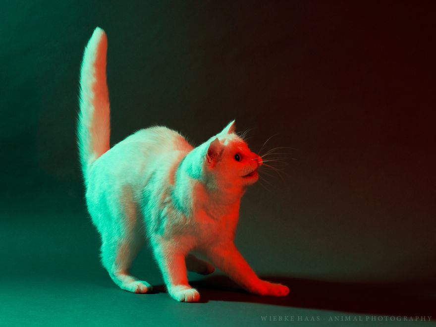 My Three Adopted Cats Love To Show Off So I Did A Studio Photoshoot Of Them My Three Adopted Cats Love To Show Off So I Did A Studio Photoshoot Of Them