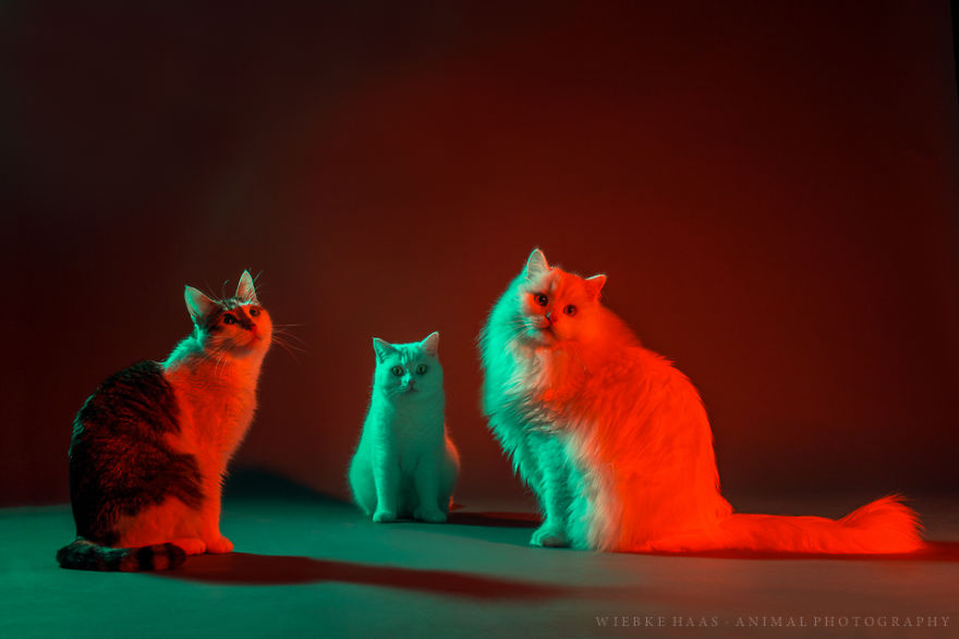 My Three Adopted Cats Love To Show Off So I Did A Studio Photoshoot Of Them My Three Adopted Cats Love To Show Off So I Did A Studio Photoshoot Of Them