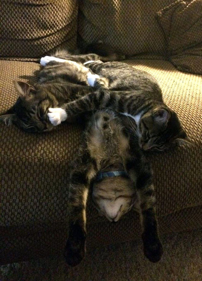 Funny Cats Sleeping In Weirdest Positions Ever Funny Cats Sleeping In Weirdest Positions Ever