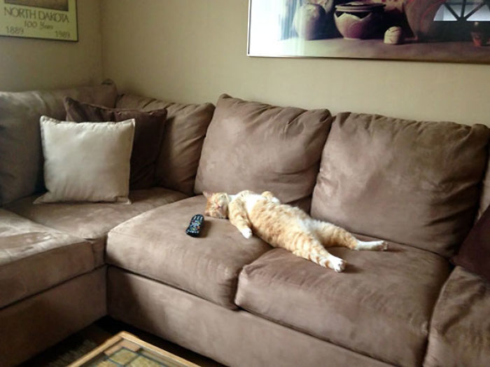 Funny Cats Sleeping In Weirdest Positions Ever Funny Cats Sleeping In Weirdest Positions Ever