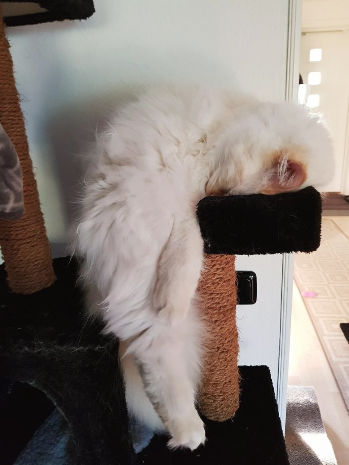 Funny Cats Sleeping In Weirdest Positions Ever Funny Cats Sleeping In Weirdest Positions Ever