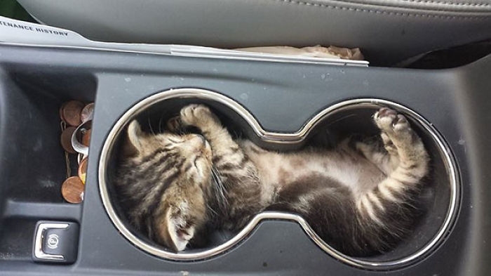 Funny Cats Sleeping In Weirdest Positions Ever Funny Cats Sleeping In Weirdest Positions Ever