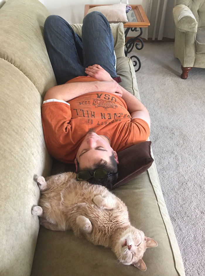 Funny Cats Sleeping In Weirdest Positions Ever Funny Cats Sleeping In Weirdest Positions Ever