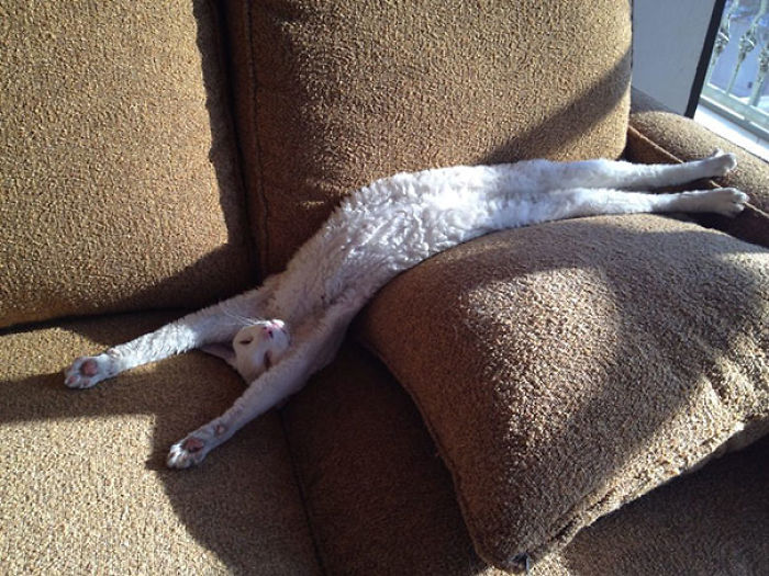 Funny Cats Sleeping In Weirdest Positions Ever Funny Cats Sleeping In Weirdest Positions Ever