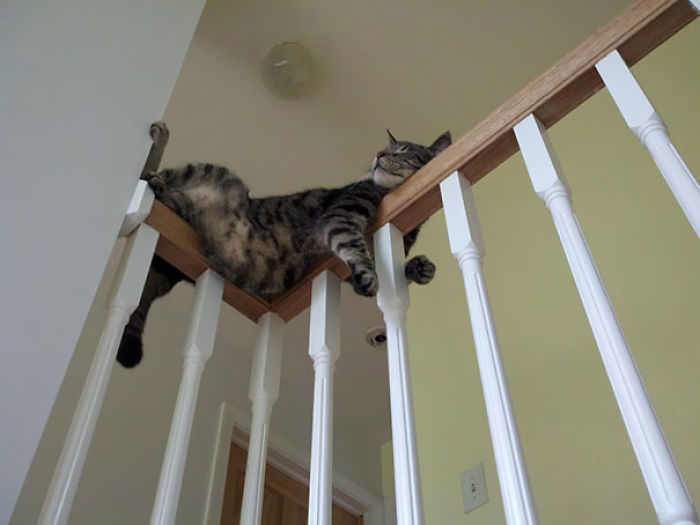 Funny Cats Sleeping In Weirdest Positions Ever Funny Cats Sleeping In Weirdest Positions Ever