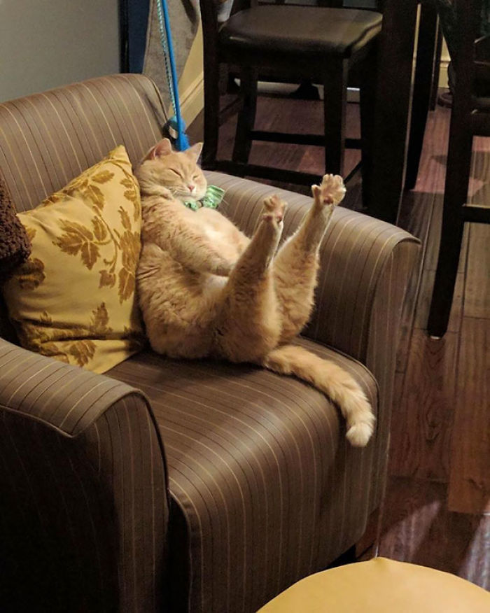 Funny Cats Sleeping In Weirdest Positions Ever Funny Cats Sleeping In Weirdest Positions Ever