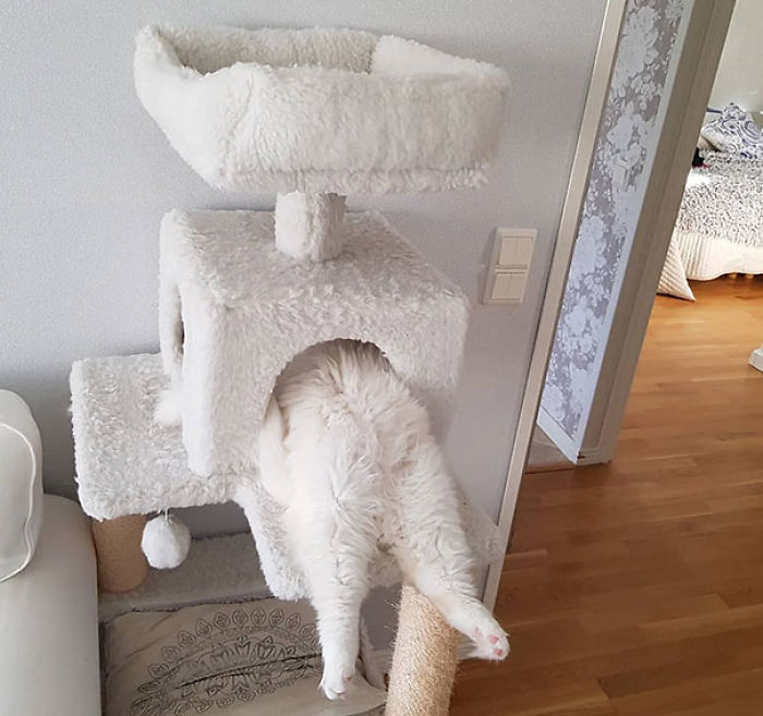 Funny Cats Sleeping In Weirdest Positions Ever Funny Cats Sleeping In Weirdest Positions Ever