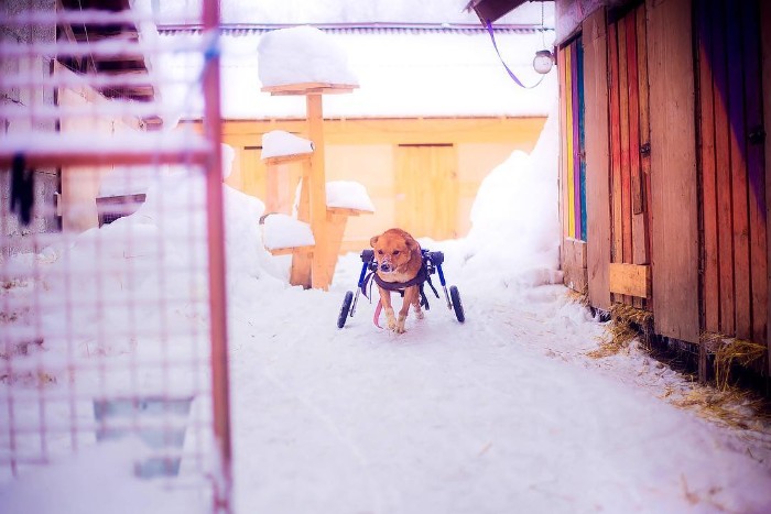 Famous Russian Photographer Ends Her Career To Live In A Forest With 100 Sick Dogs