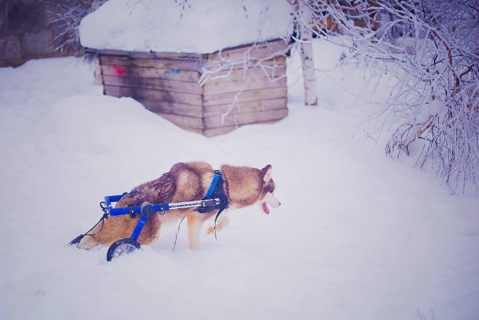 Famous Russian Photographer Ends Her Career To Live In A Forest With 100 Sick Dogs