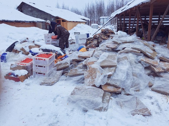 Famous Russian Photographer Ends Her Career To Live In A Forest With 100 Sick Dogs