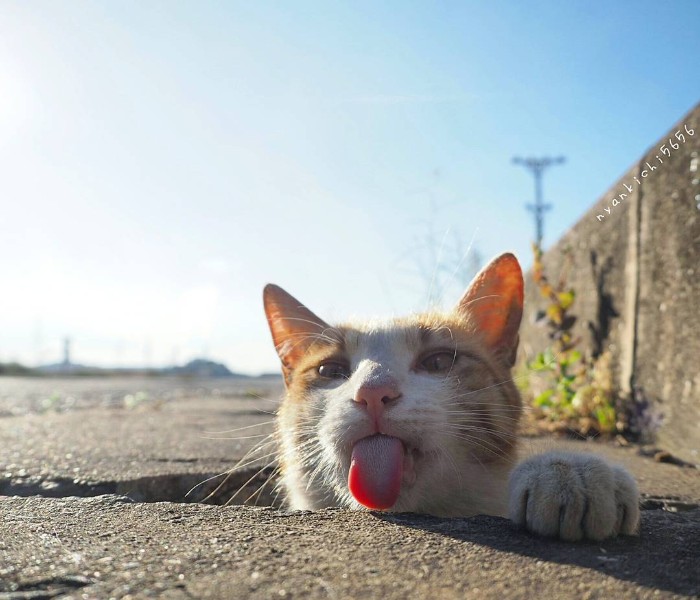 Japanese Photographer Captures Stray Cats Having Fun And Not Giving A Damn In The World Japanese Photographer Captures Stray Cats Having Fun And Not Giving A Damn In The World
