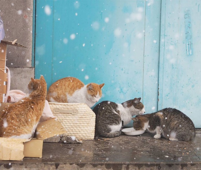 Japanese Photographer Captures Stray Cats Having Fun And Not Giving A Damn In The World Japanese Photographer Captures Stray Cats Having Fun And Not Giving A Damn In The World
