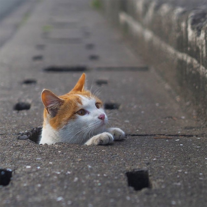 Japanese Photographer Captures Stray Cats Having Fun And Not Giving A Damn In The World Japanese Photographer Captures Stray Cats Having Fun And Not Giving A Damn In The World
