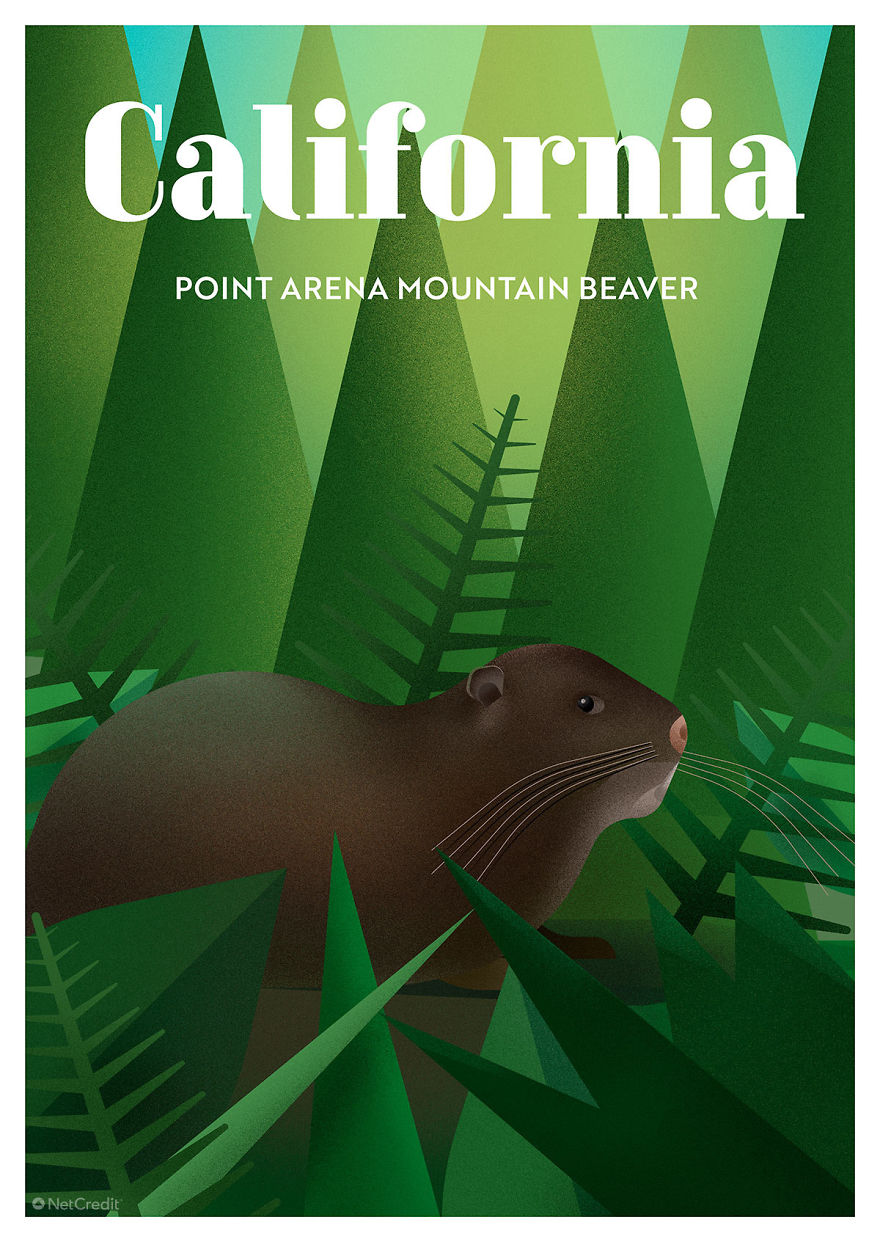 These Nature Posters Show The Most Endangered Species In Each US State These Nature Posters Show The Most Endangered Species In Each US State