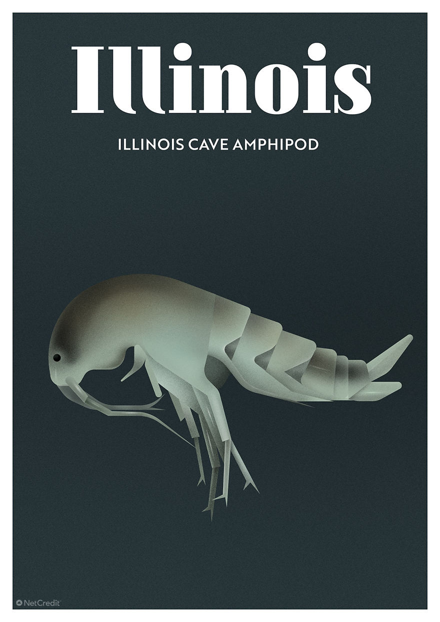 These Nature Posters Show The Most Endangered Species In Each US State These Nature Posters Show The Most Endangered Species In Each US State