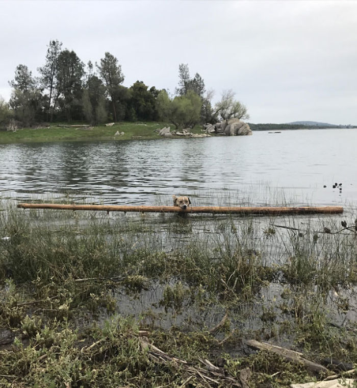 Funny Dogs Who Took Being Weird To A Whole Another Dimension Funny Dogs Who Took Being Weird To A Whole Another Dimension