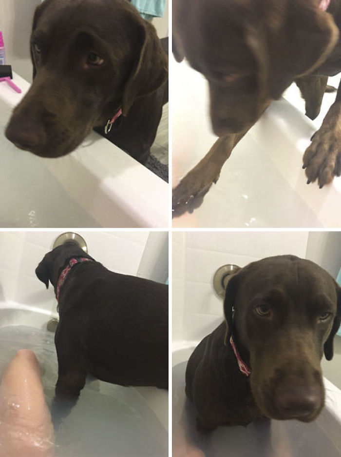 Funny Dogs Who Took Being Weird To A Whole Another Dimension Funny Dogs Who Took Being Weird To A Whole Another Dimension