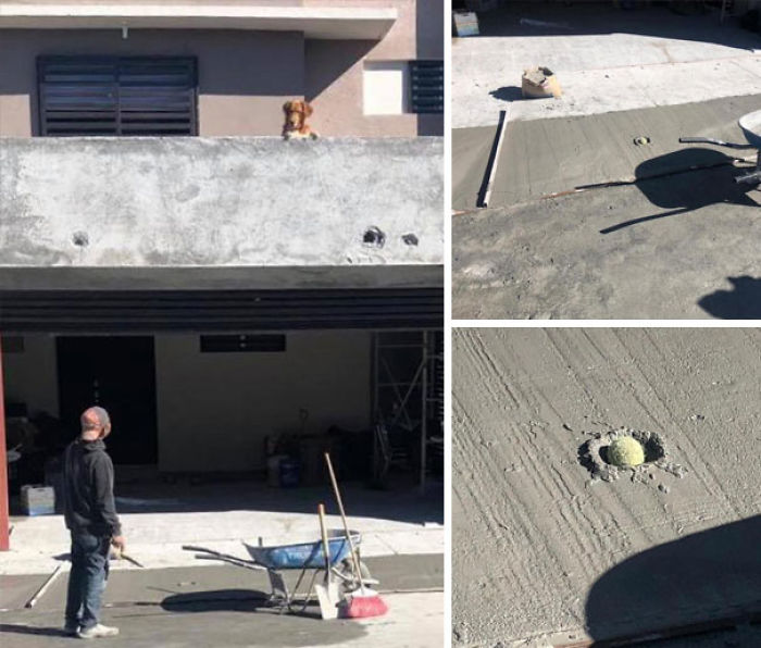 Funny Dogs Who Took Being Weird To A Whole Another Dimension Funny Dogs Who Took Being Weird To A Whole Another Dimension