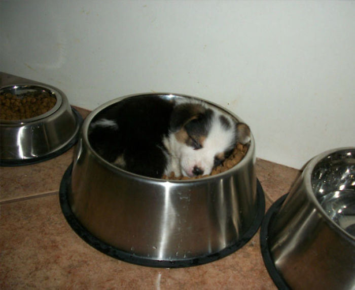 Funny Dogs Who Took Being Weird To A Whole Another Dimension Funny Dogs Who Took Being Weird To A Whole Another Dimension