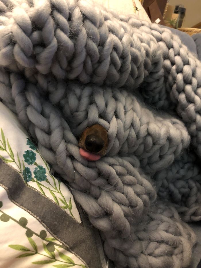 Funny Dogs Who Took Being Weird To A Whole Another Dimension Funny Dogs Who Took Being Weird To A Whole Another Dimension