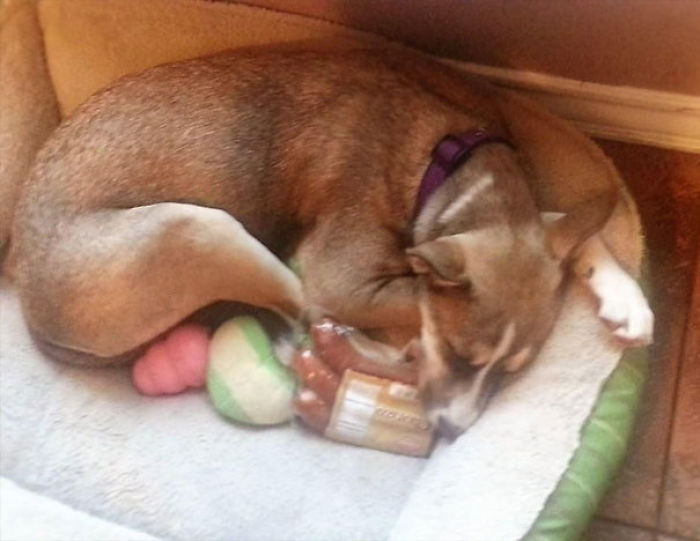 Funny Dogs Who Took Being Weird To A Whole Another Dimension Funny Dogs Who Took Being Weird To A Whole Another Dimension