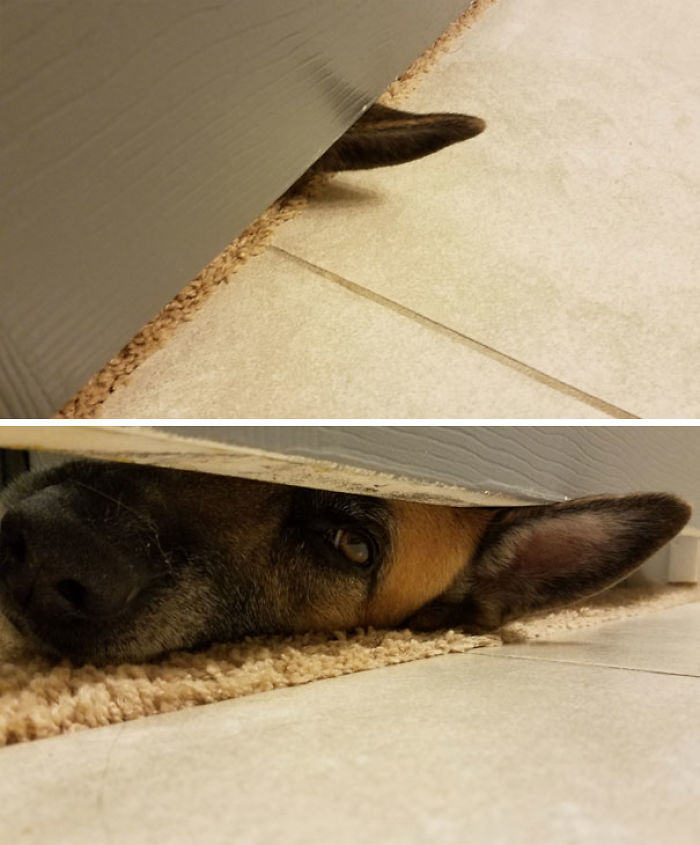 Funny Dogs Who Took Being Weird To A Whole Another Dimension Funny Dogs Who Took Being Weird To A Whole Another Dimension