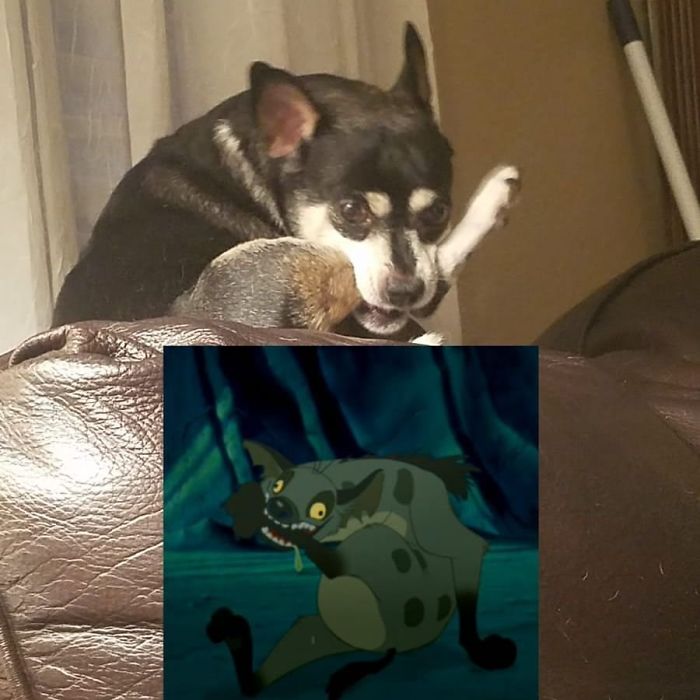 Funny Dogs Who Took Being Weird To A Whole Another Dimension Funny Dogs Who Took Being Weird To A Whole Another Dimension