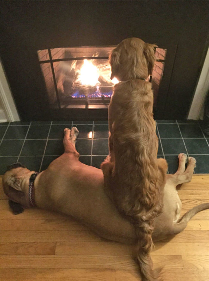 Funny Dogs Who Took Being Weird To A Whole Another Dimension Funny Dogs Who Took Being Weird To A Whole Another Dimension