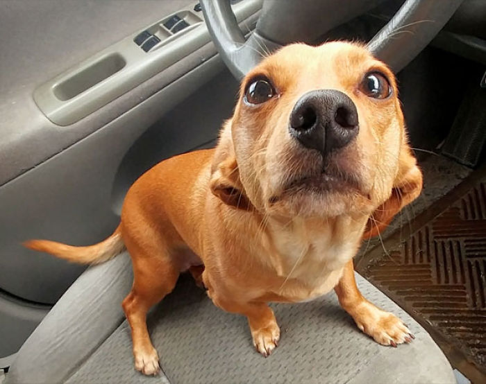 Funny Dogs Who Took Being Weird To A Whole Another Dimension Funny Dogs Who Took Being Weird To A Whole Another Dimension