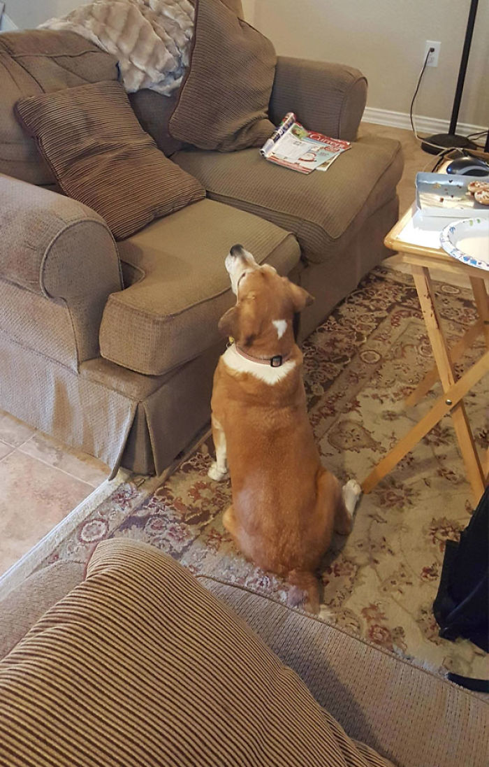 Funny Dogs Who Took Being Weird To A Whole Another Dimension Funny Dogs Who Took Being Weird To A Whole Another Dimension