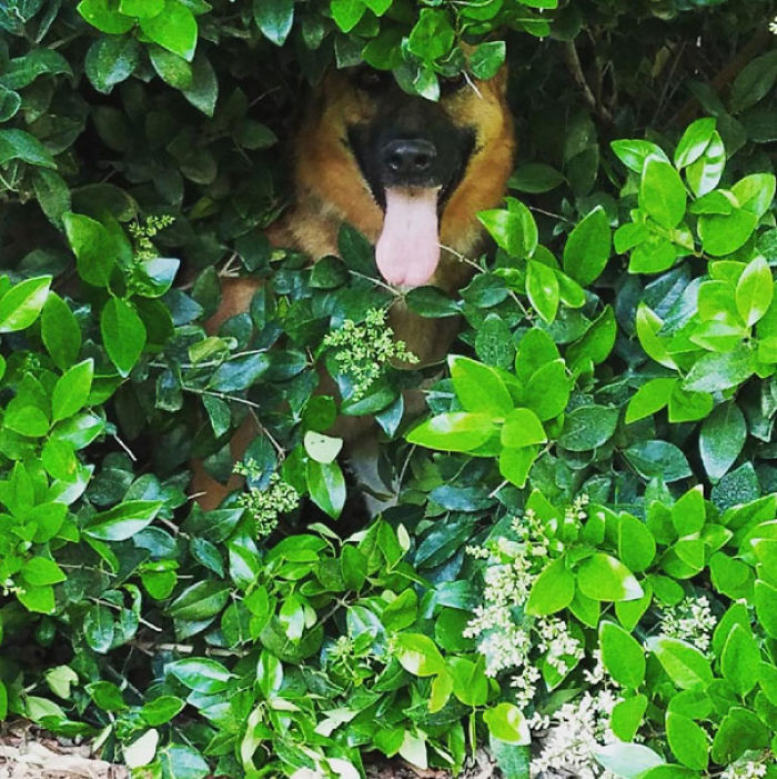 Funny Dogs Who Took Being Weird To A Whole Another Dimension Funny Dogs Who Took Being Weird To A Whole Another Dimension