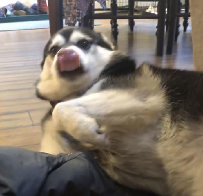 Funny Dogs Who Took Being Weird To A Whole Another Dimension Funny Dogs Who Took Being Weird To A Whole Another Dimension