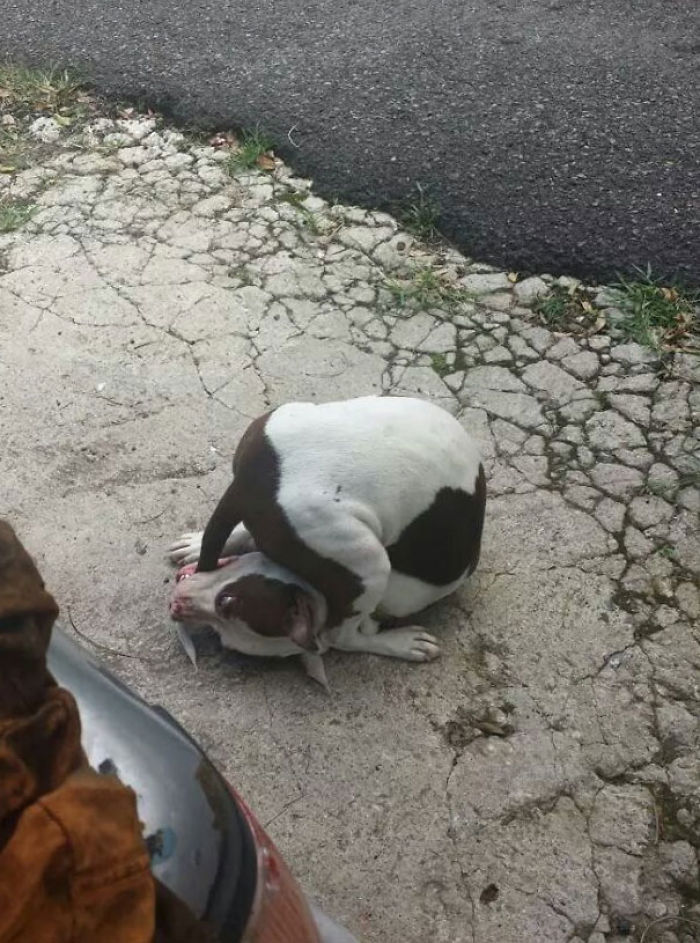 Funny Dogs Who Took Being Weird To A Whole Another Dimension Funny Dogs Who Took Being Weird To A Whole Another Dimension