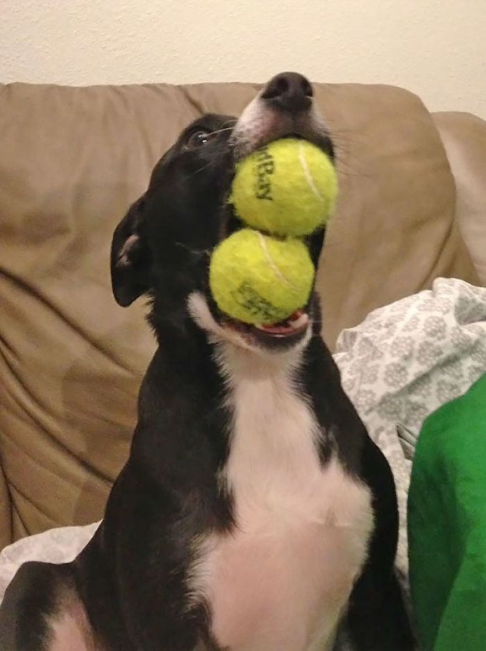 Funny Dogs Who Took Being Weird To A Whole Another Dimension Funny Dogs Who Took Being Weird To A Whole Another Dimension