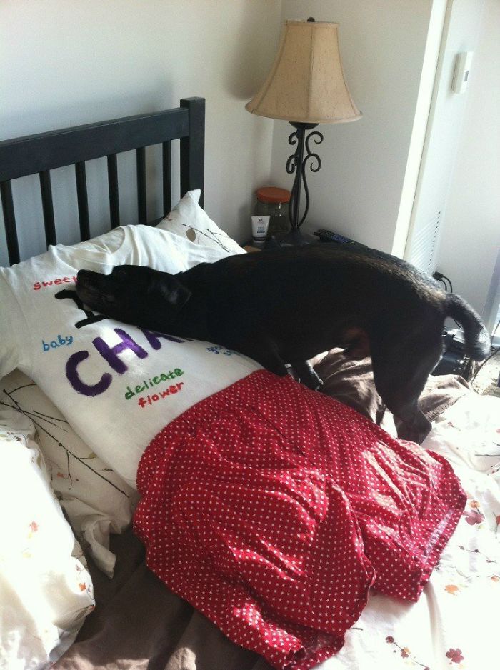 Funny Dogs Who Took Being Weird To A Whole Another Dimension Funny Dogs Who Took Being Weird To A Whole Another Dimension